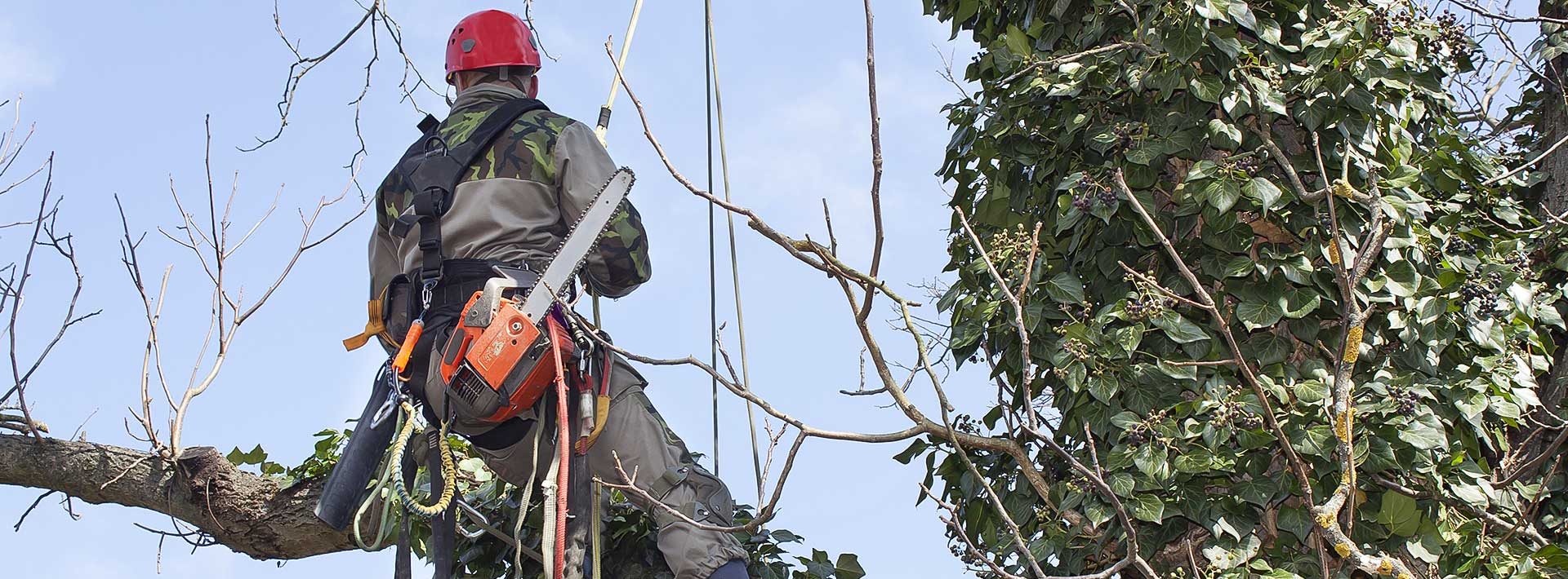 Tree Trimmers &amp; Arborist Insurance Statewide Insurance